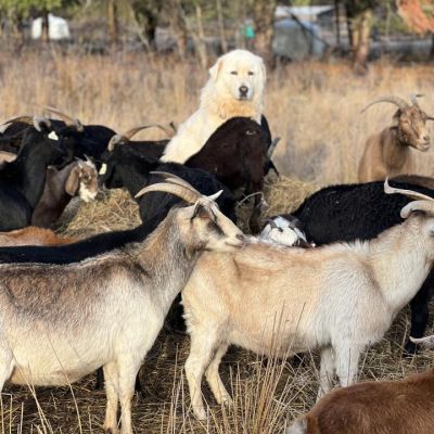 goats and dog